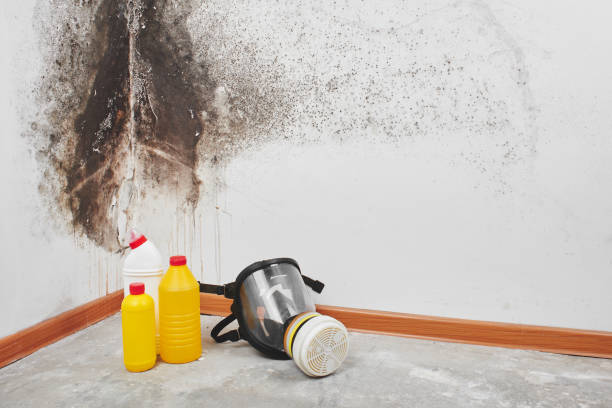 Best Emergency Mold Removal  in Kinder, LA
