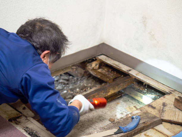 Best Attic Mold Removal  in Kinder, LA