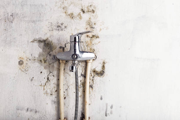 Best Toxic Mold Removal  in Kinder, LA