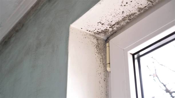 Best Black Mold Removal  in Kinder, LA