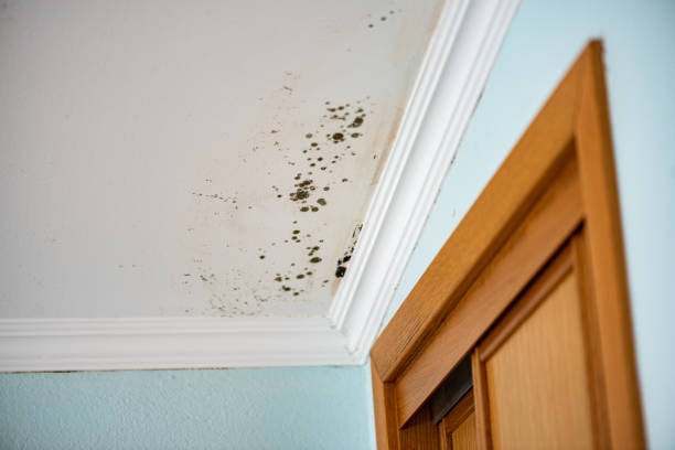 Best Crawl Space Mold Removal  in Kinder, LA