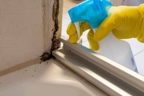 Best Mold Cleaning Services  in Kinder, LA