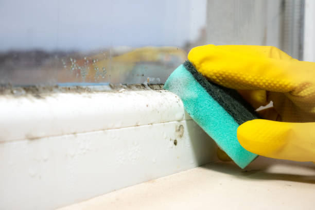 Best Mold Testing  in Kinder, LA