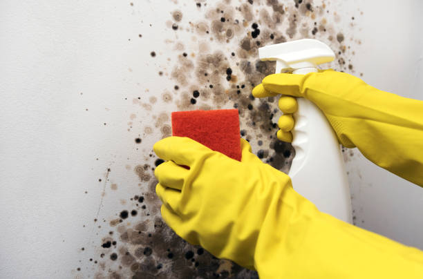 Best Affordable Mold Removal  in Kinder, LA