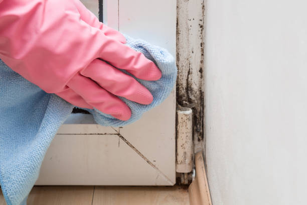 Professional Mold Removal in Kinder, LA