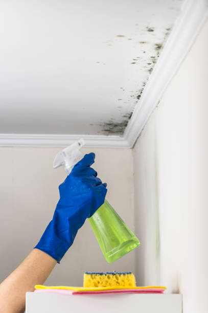 Mold Removal Process in Kinder, LA