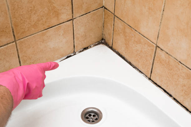 Best Commercial Mold Removal  in Kinder, LA